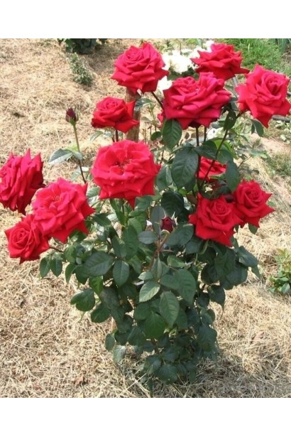 Кущ троянди Ель Торо з прямими довгими пагонами